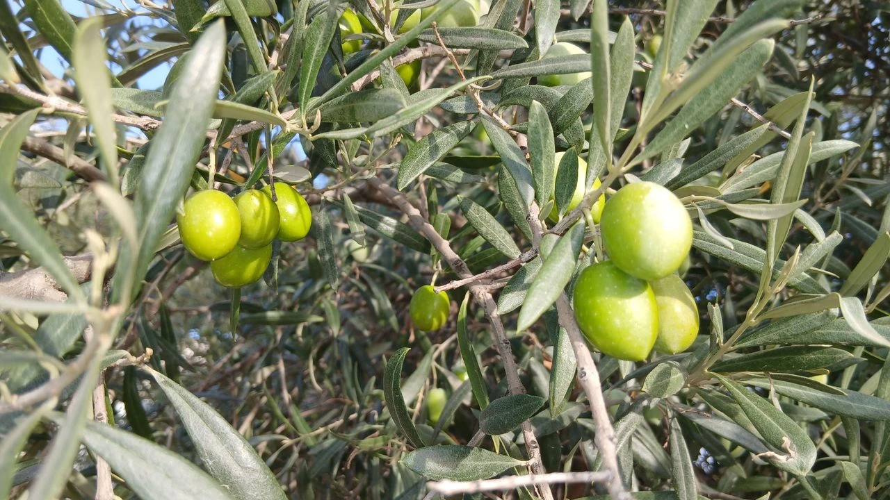 Aydın’da zeytin alımları durdu, üretici endişeli