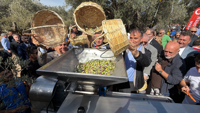 Bin Yillik Zeytin Agacindan Ha 20319391 2475 1 M