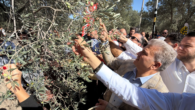 Bin Yillik Zeytin Agacindan Ha 20319391 6966 1 M
