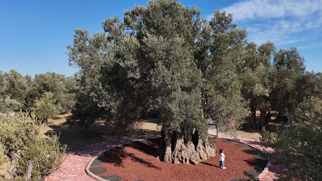 Bin Yillik Zeytin Agacindan Ha 20319391 7924 1 M