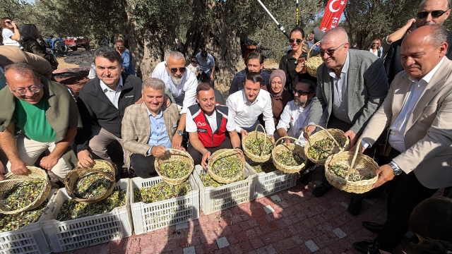 Bin Yillik Zeytin Agacindan Ha 20319391 8693 1 M