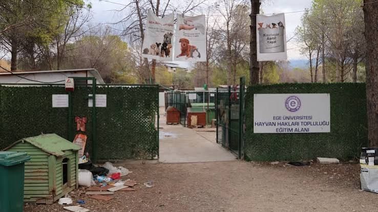 Ege Üniversitesi'nde toplatılan köpeklere ilişkin Belediye Başkanı Ömer Eşki'den açıklama: 'Talimatı Kaymakamlık verdi!'